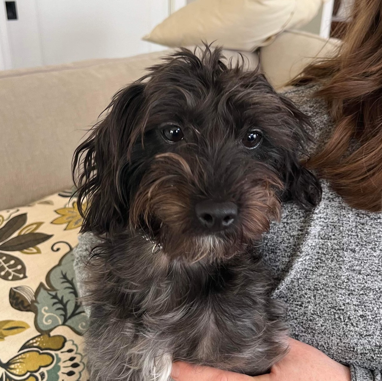 Enlarge Daisy Mae, a Adopted mixed breed in Pittsburgh, PA image 2/3