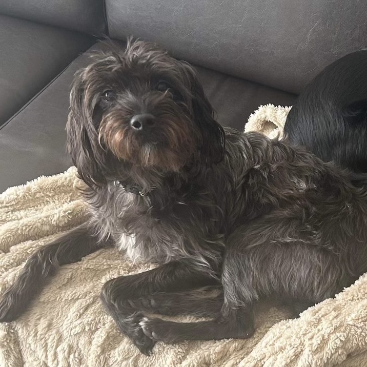 Enlarge Daisy Mae, a Adopted mixed breed in Pittsburgh, PA image 3/3