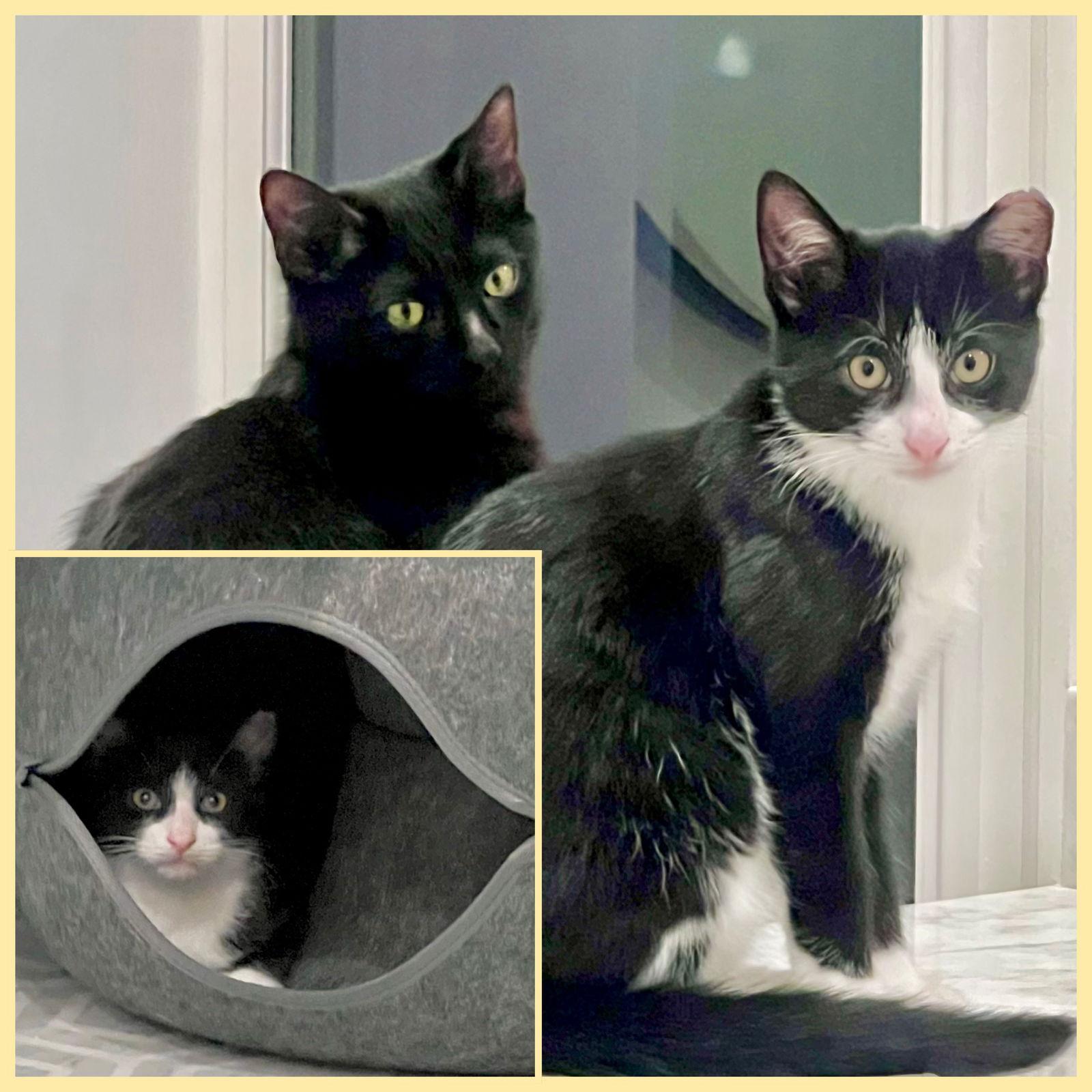 Enlarge Nova and Orion, a Adoptable Domestic Short Hair in Brooklyn, NY image 1/3