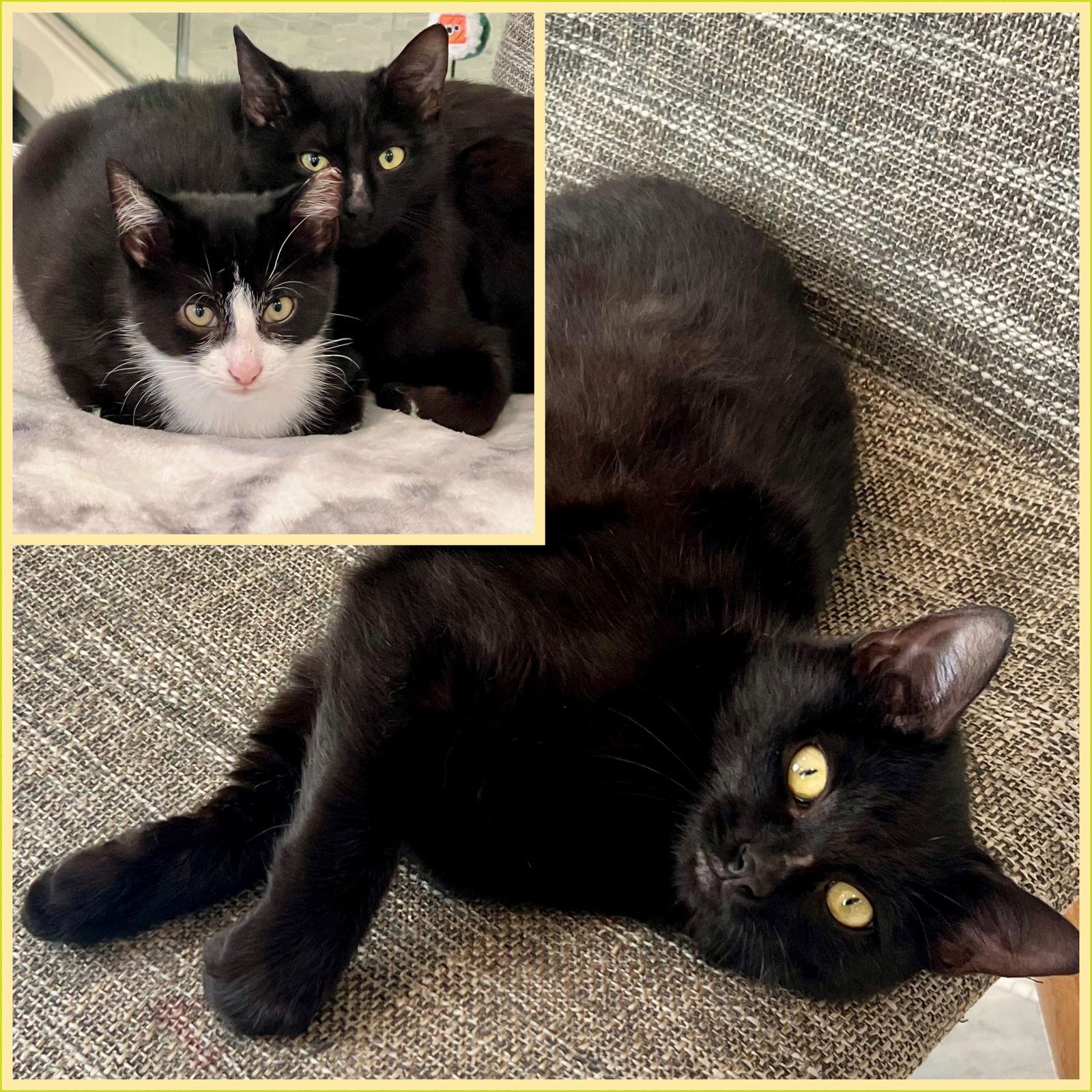 Enlarge Nova and Orion, a Adoptable Domestic Short Hair in Brooklyn, NY image 2/3