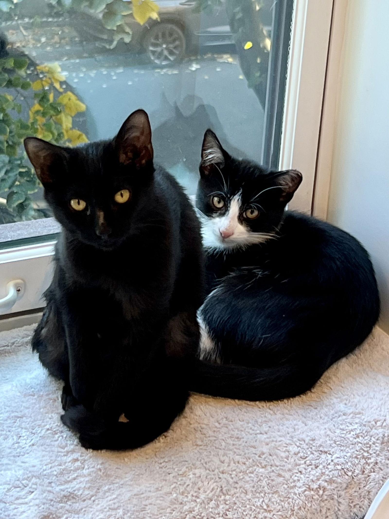 Enlarge Nova and Orion, a Adoptable Domestic Short Hair in Brooklyn, NY image 3/3