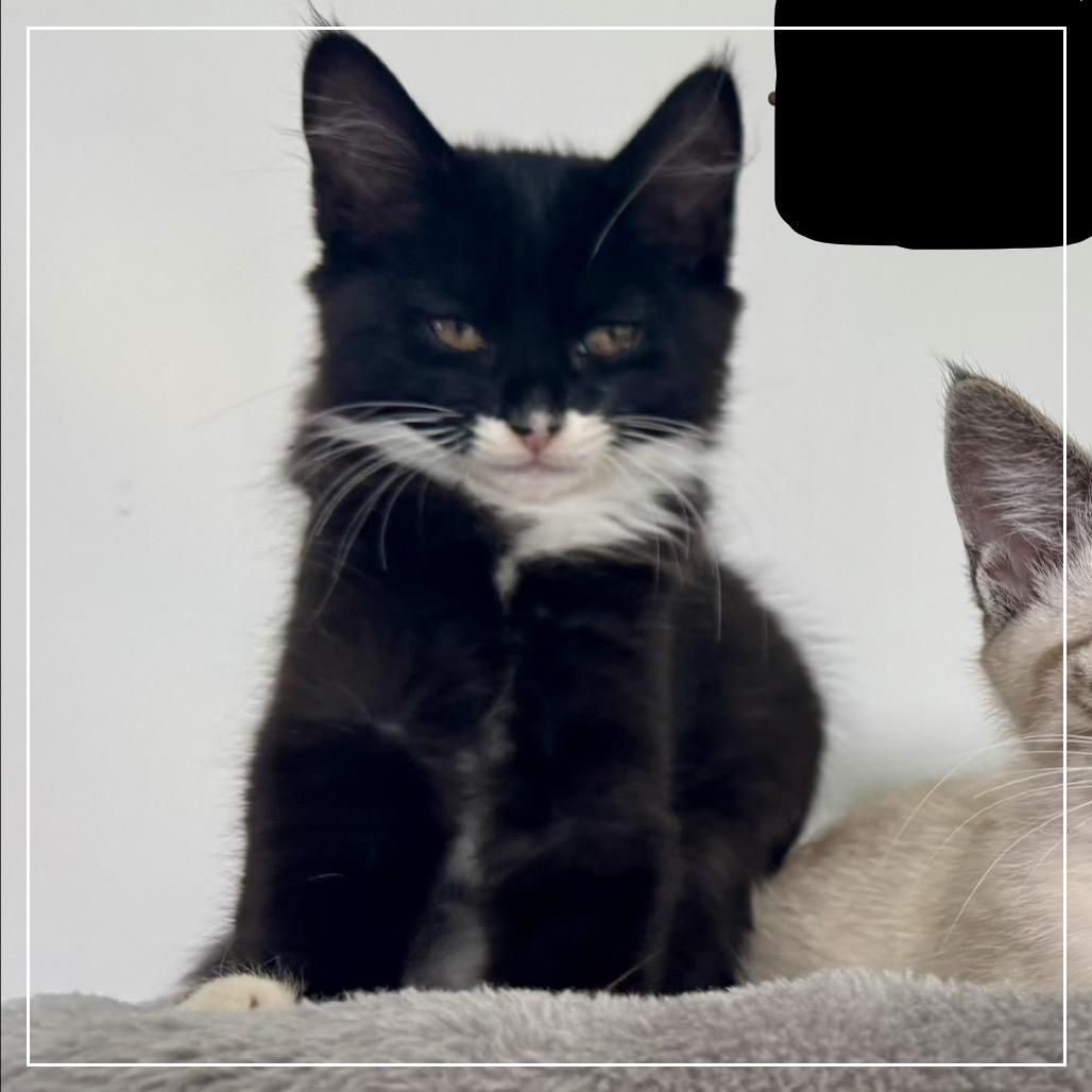 Batgirl A26-124, Adoptable, Kitten Female Domestic Long Hair & Domestic Short Hair.