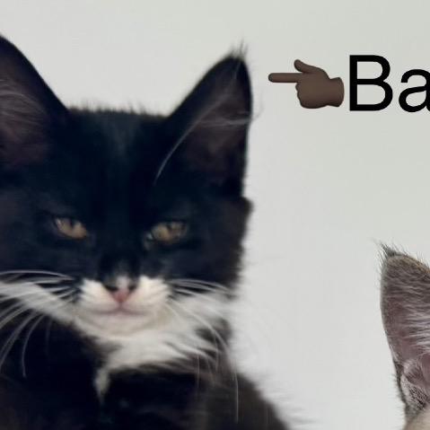 Enlarge Batgirl A26-124, a Adoptable mixed breed in SANTA ROSA BEACH, FL image 2/2