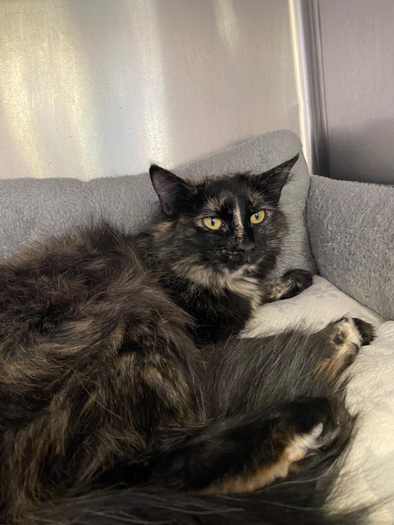 Enlarge Tamera, a Adoptable Domestic Medium Hair in Cortland, NY image 2/3