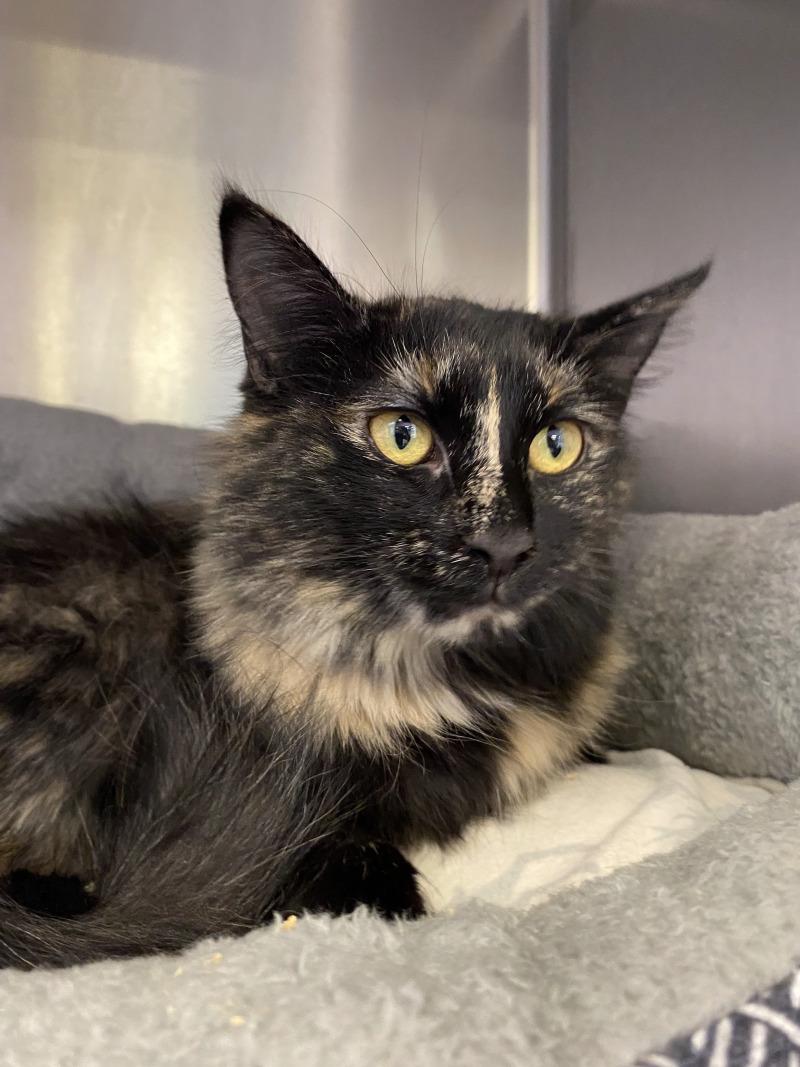 Enlarge Tamera, a Adoptable Domestic Medium Hair in Cortland, NY image 3/3