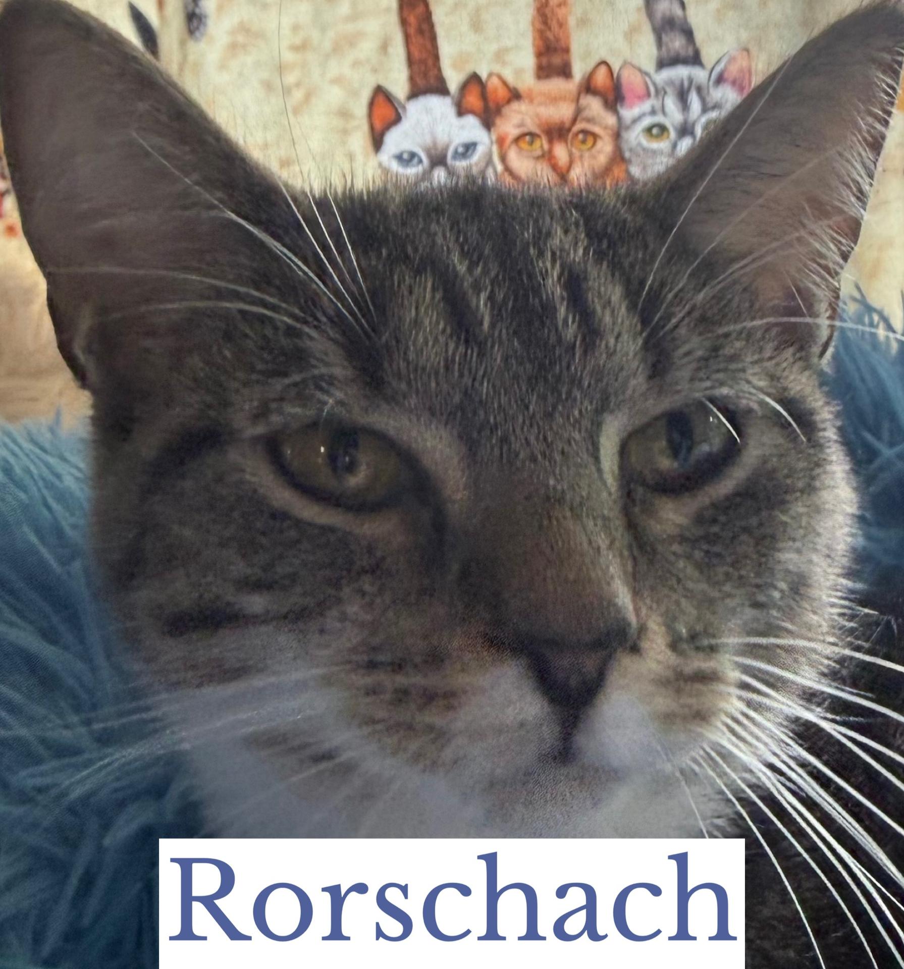 Rorschach, a ADOPTABLE Domestic Short Hair in Berkeley Springs, WV image 3/3