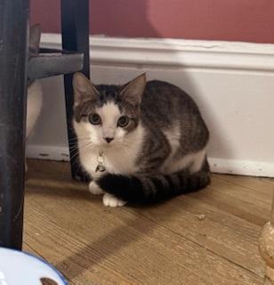 Enlarge Rorschach, a ADOPTABLE Domestic Short Hair in Berkeley Springs, WV image 3/3