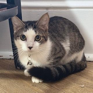 Enlarge Rorschach, a ADOPTABLE Domestic Short Hair in Berkeley Springs, WV image 2/3