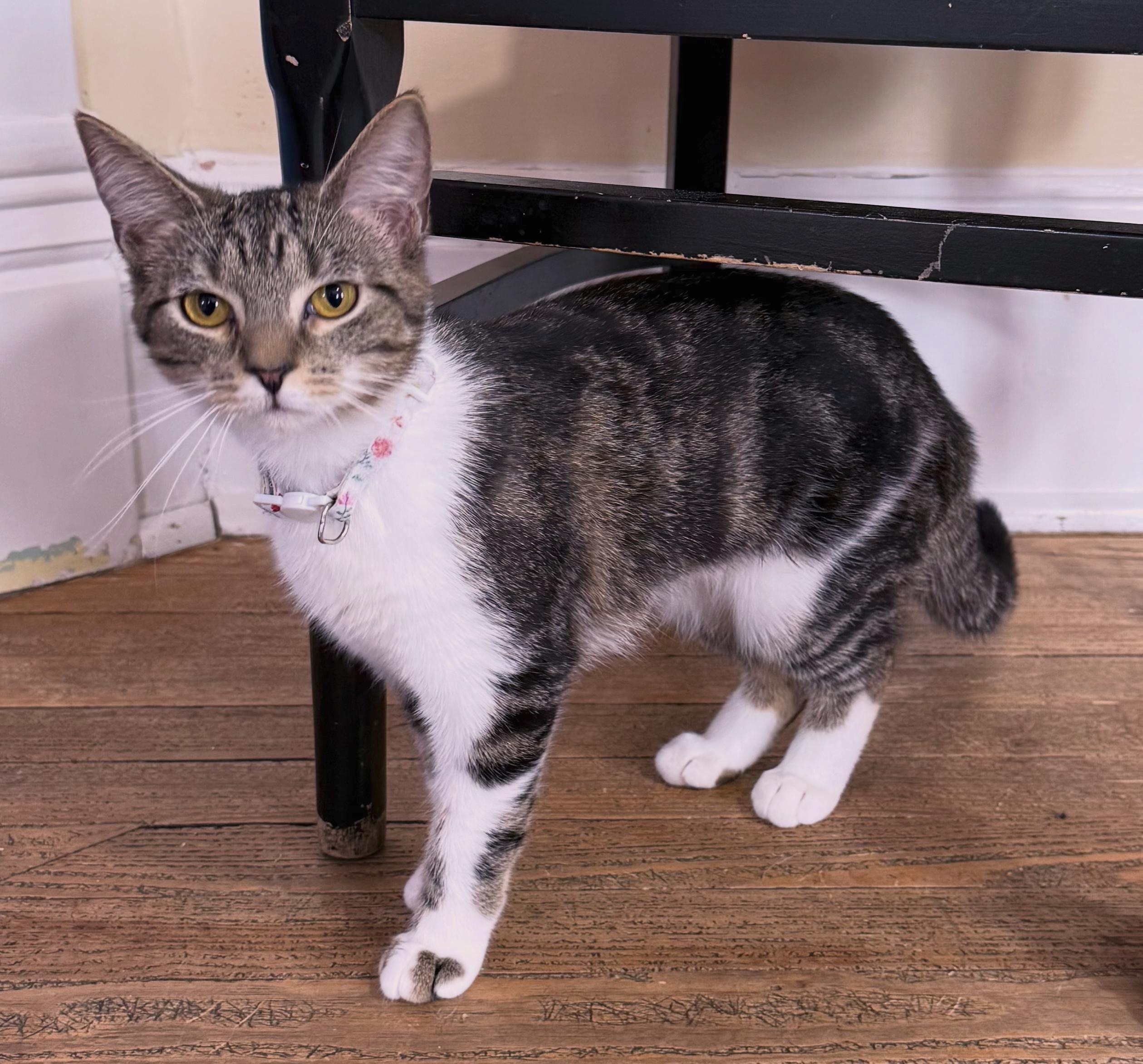 Enlarge Stripe, a ADOPTABLE Domestic Short Hair in Berkeley Springs, WV image 1/3