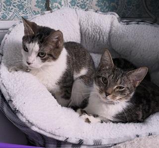 Rorschach, ADOPTABLE, Young Female Domestic Short Hair.