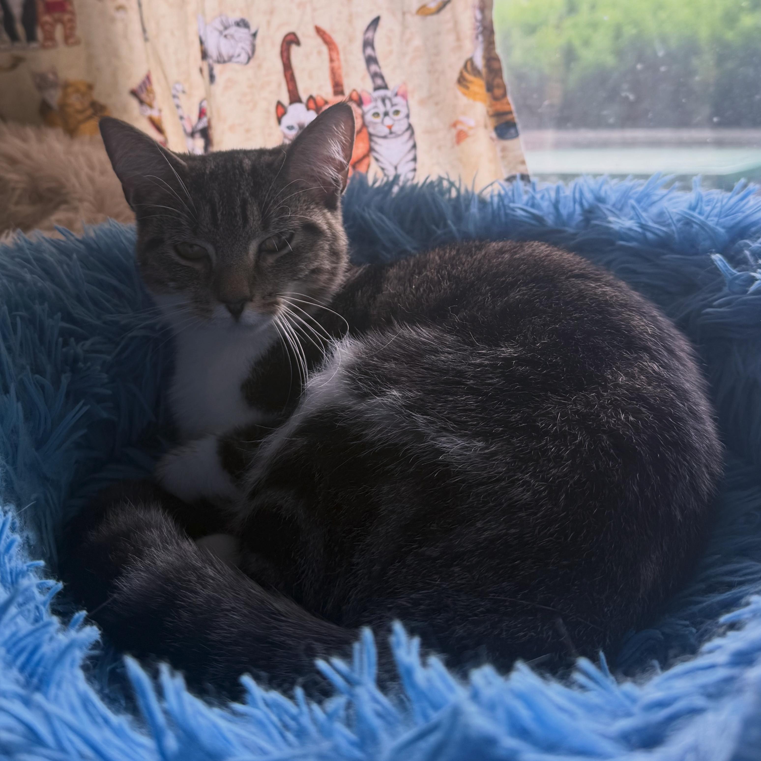 Rorschach, ADOPTABLE, Young Female Domestic Short Hair.