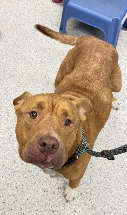 Belle - 1, Adoptable, Adult Female Mixed Breed & Mixed Breed.