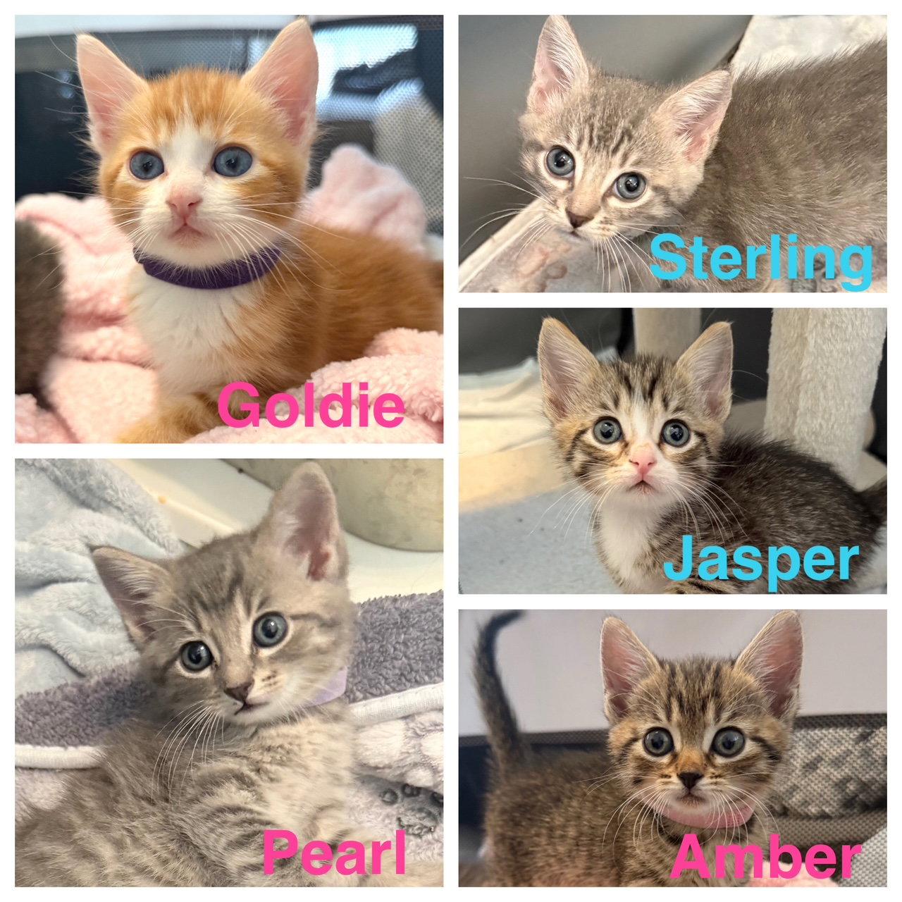 Enlarge Pearl E., a Adopted Domestic Short Hair in Frisco, TX image 2/2
