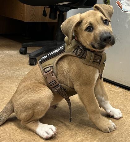Chubbs, Adoptable, Puppy Male Shepherd & Mixed Breed.