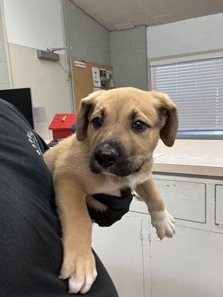 Chubbs, a Adoptable mixed breed in Madera, CA image 2/2