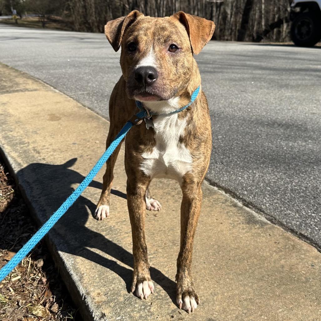 Boss, Adoptable, Young Male Mixed Breed.