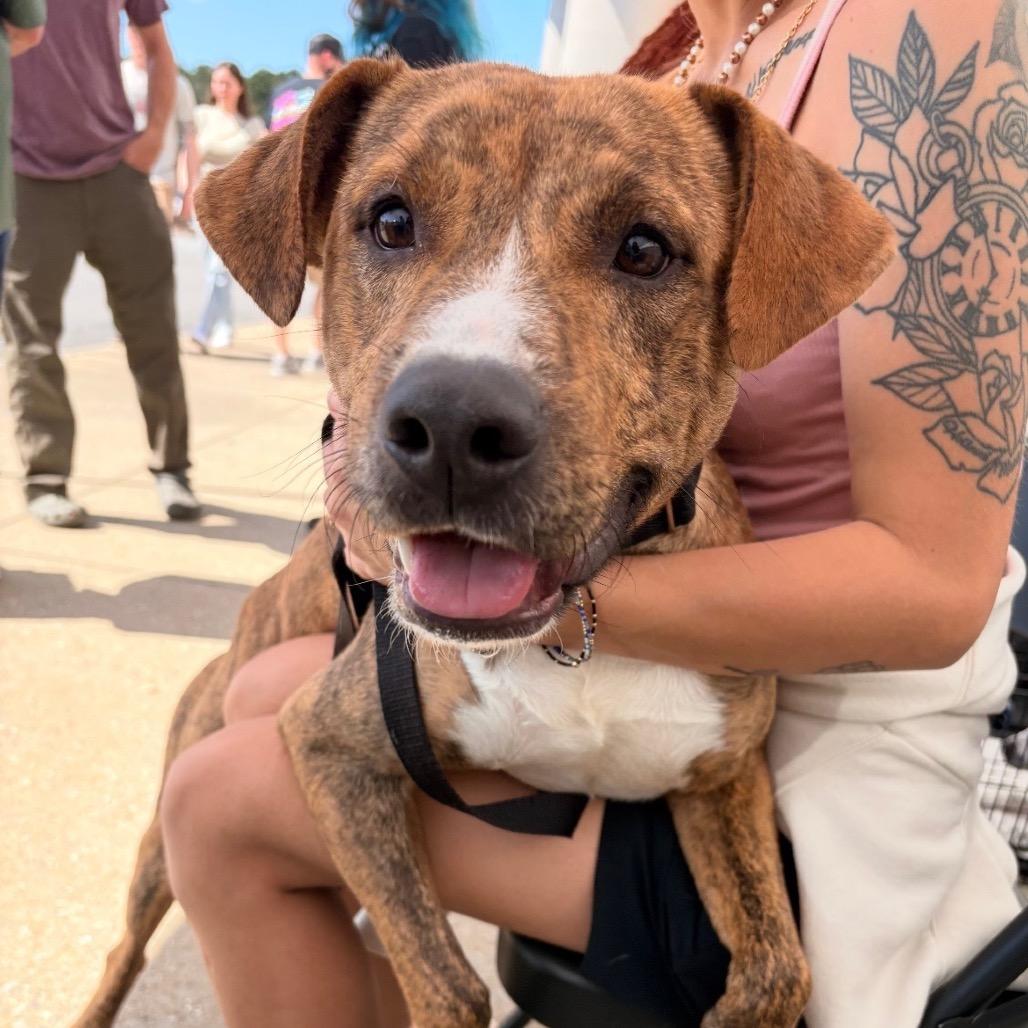 Enlarge Boss, a Adoptable Mixed Breed in Hamilton, GA image 2/6