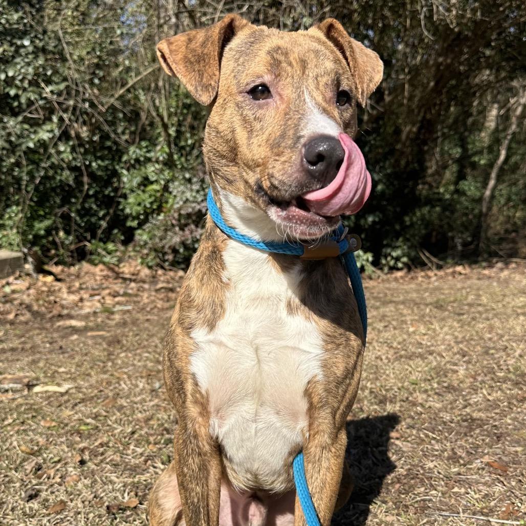 Enlarge Boss, a Adoptable Mixed Breed in Hamilton, GA image 3/6