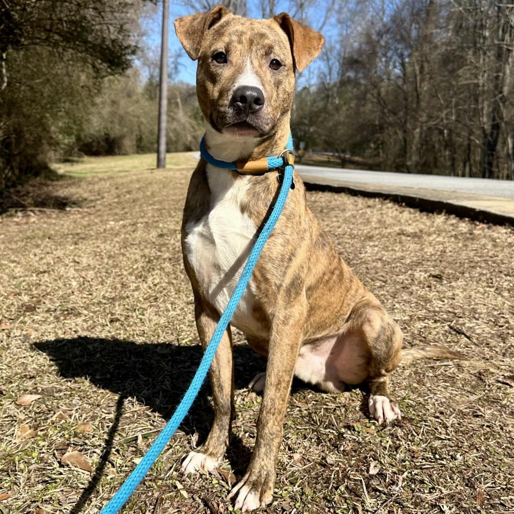 Enlarge Boss, a Adoptable Mixed Breed in Hamilton, GA image 4/6