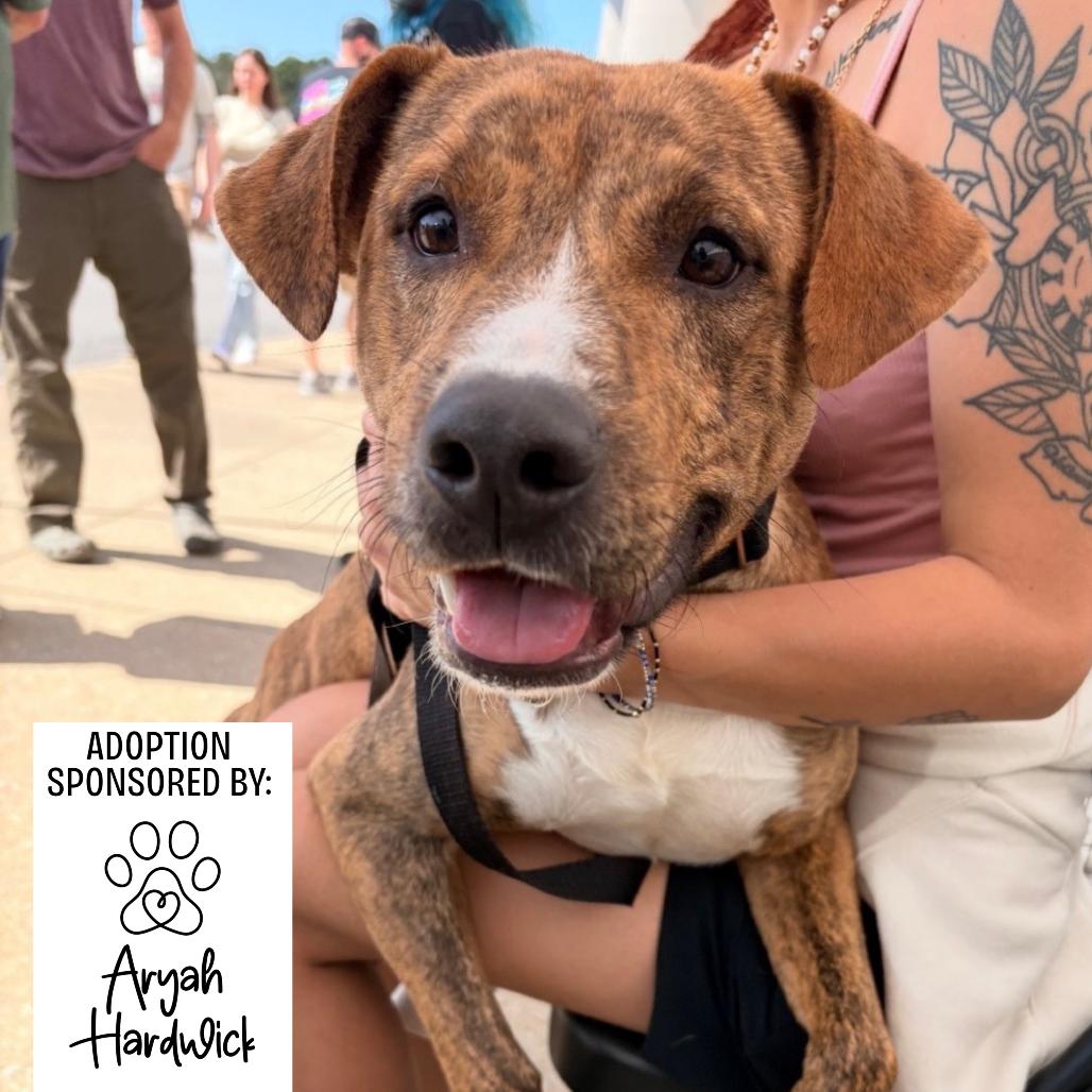 Enlarge Boss, a Adoptable Mixed Breed in Hamilton, GA image 4/6