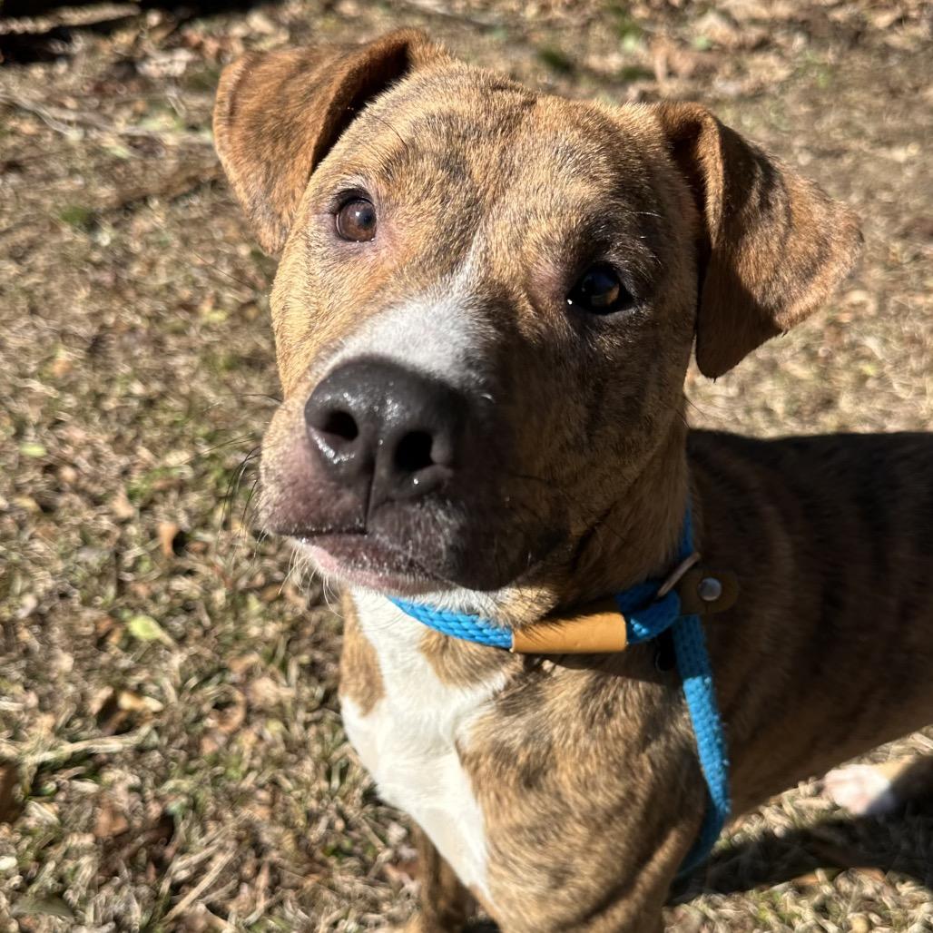 Enlarge Boss, a Adoptable Mixed Breed in Hamilton, GA image 5/6