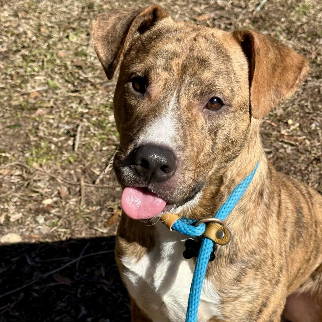 Enlarge Boss, a Adoptable Mixed Breed in Hamilton, GA image 6/6