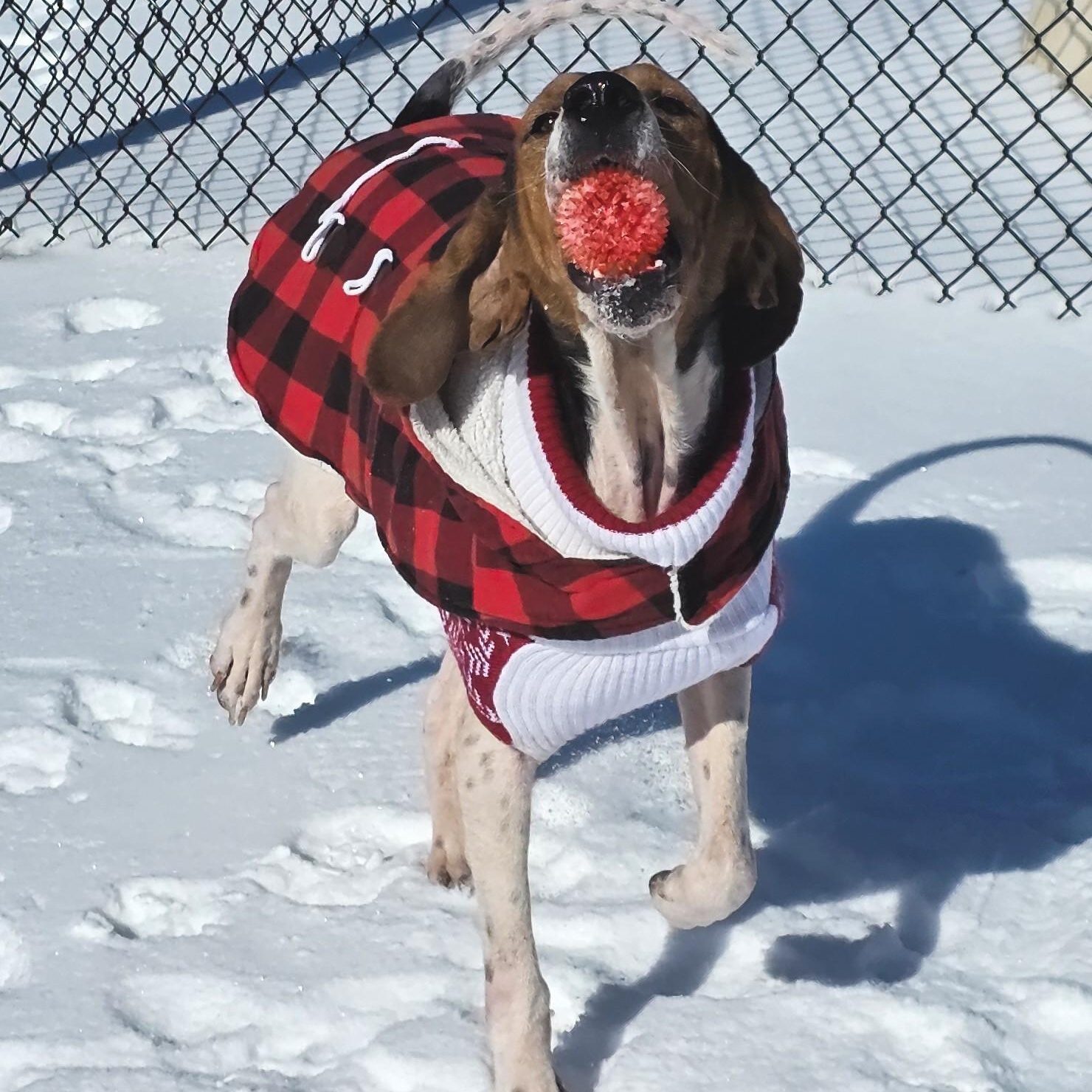 Enlarge Prophet, a ADOPTABLE Treeing Walker Coonhound in Shepherdsville, KY image 6/6