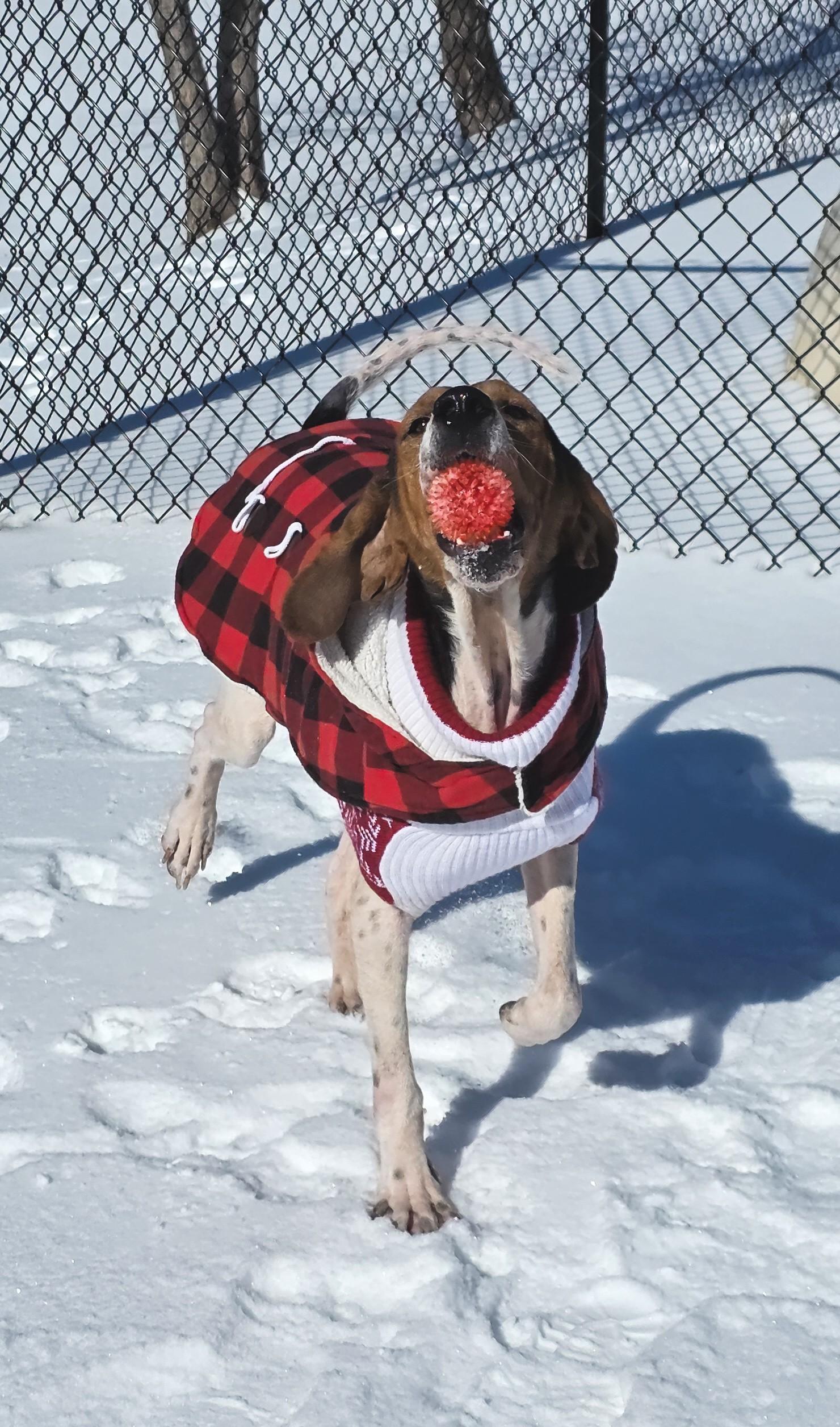 Enlarge Prophet, a ADOPTABLE Treeing Walker Coonhound in Shepherdsville, KY image 6/6
