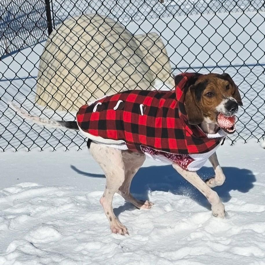 Enlarge Prophet, a ADOPTABLE Treeing Walker Coonhound in Shepherdsville, KY image 4/6