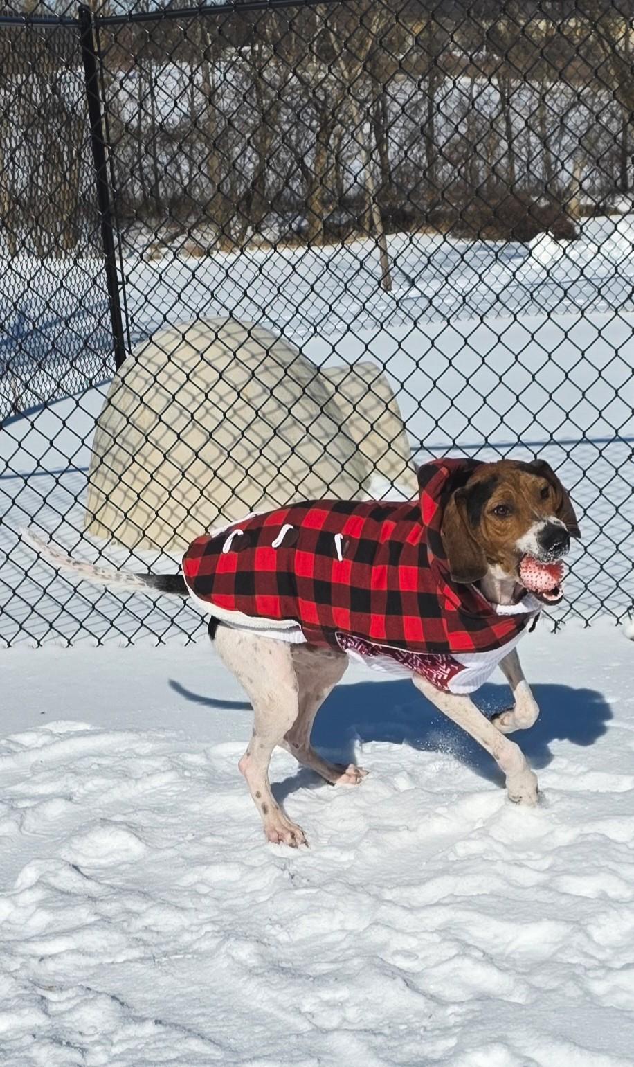 Enlarge Prophet, a ADOPTABLE Treeing Walker Coonhound in Shepherdsville, KY image 4/6