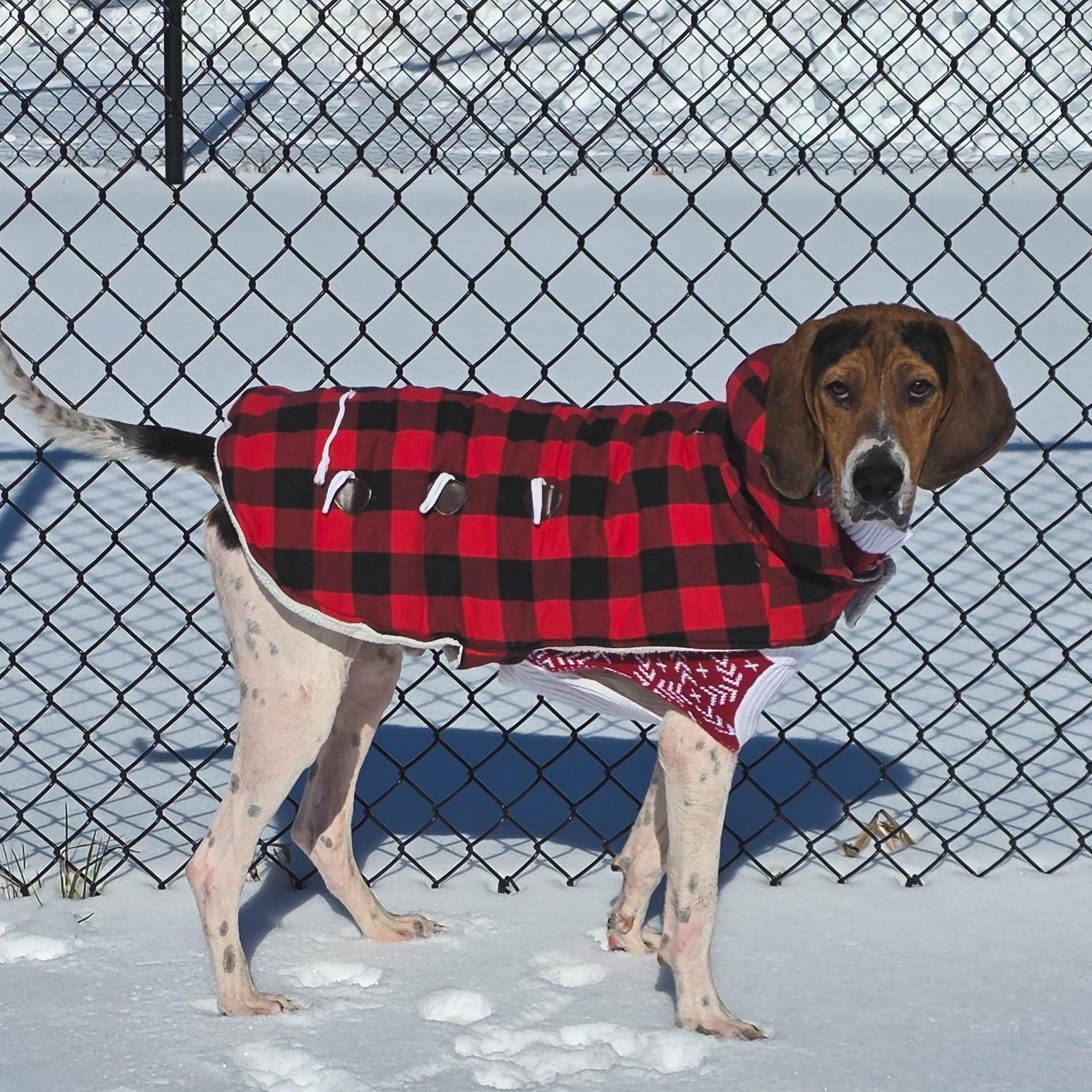 Enlarge Prophet, a ADOPTABLE Treeing Walker Coonhound in Shepherdsville, KY image 2/6
