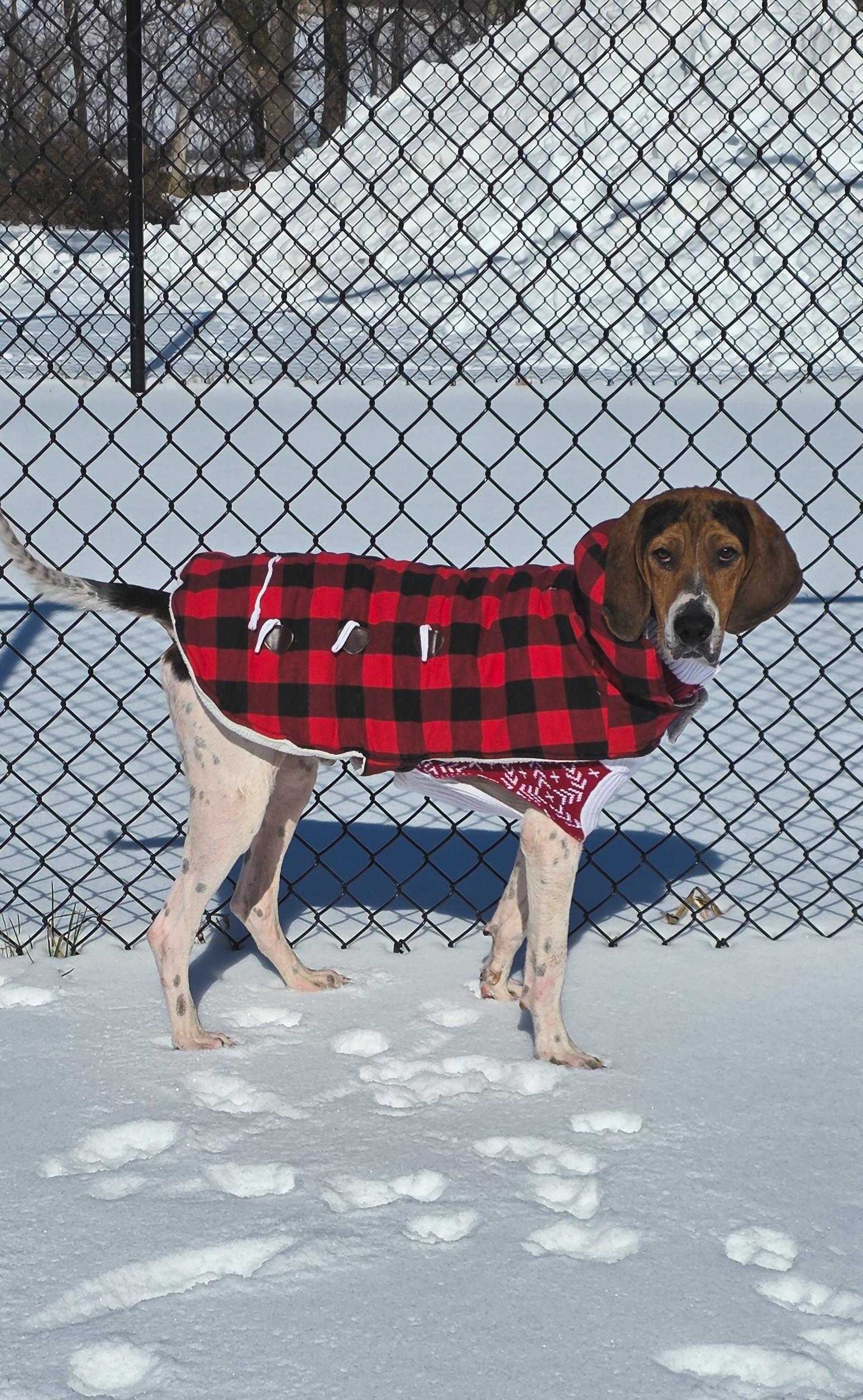 Enlarge Prophet, a ADOPTABLE Treeing Walker Coonhound in Shepherdsville, KY image 2/6