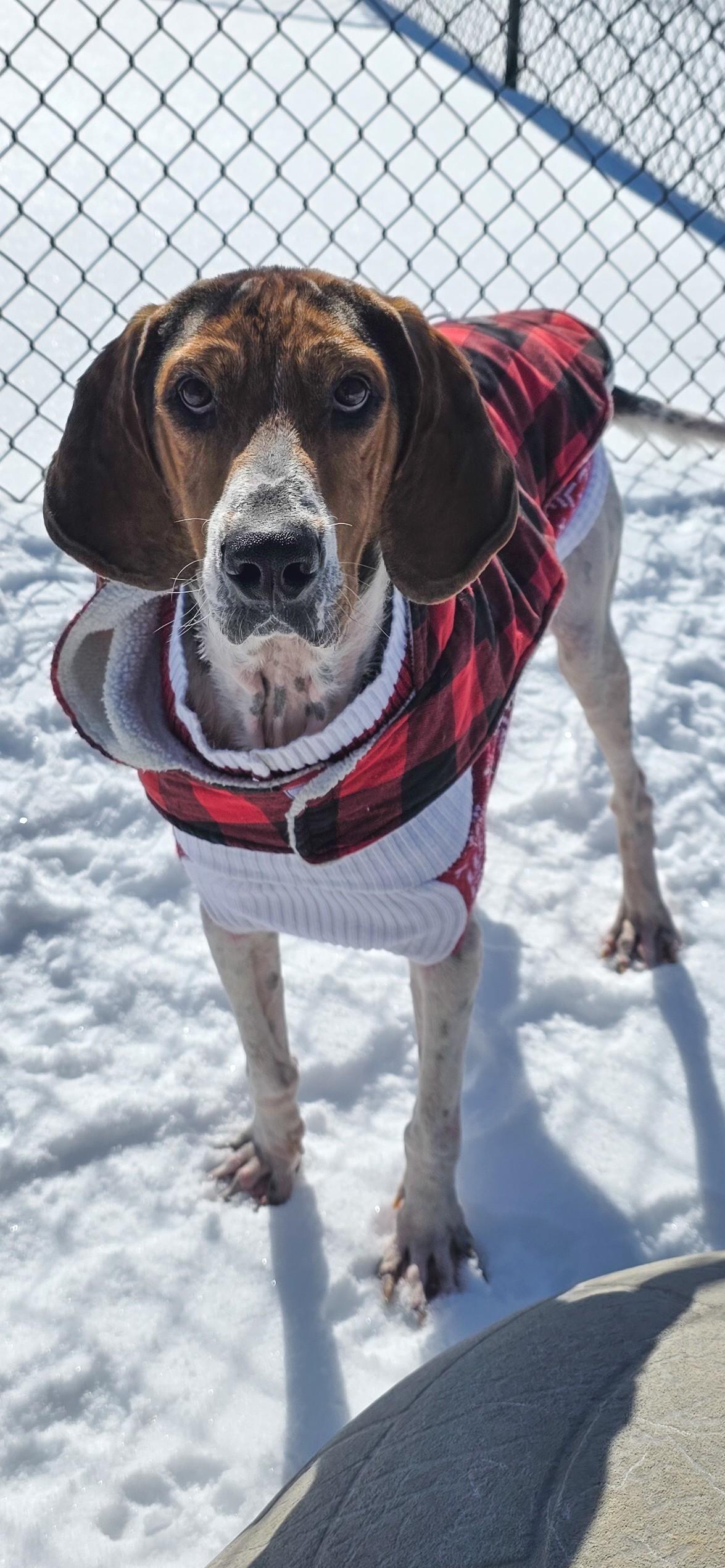 Prophet, ADOPTABLE, Adult Male Treeing Walker Coonhound.
