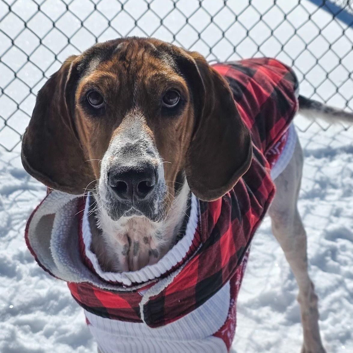 Enlarge Prophet, a ADOPTABLE Treeing Walker Coonhound in Shepherdsville, KY image 1/6