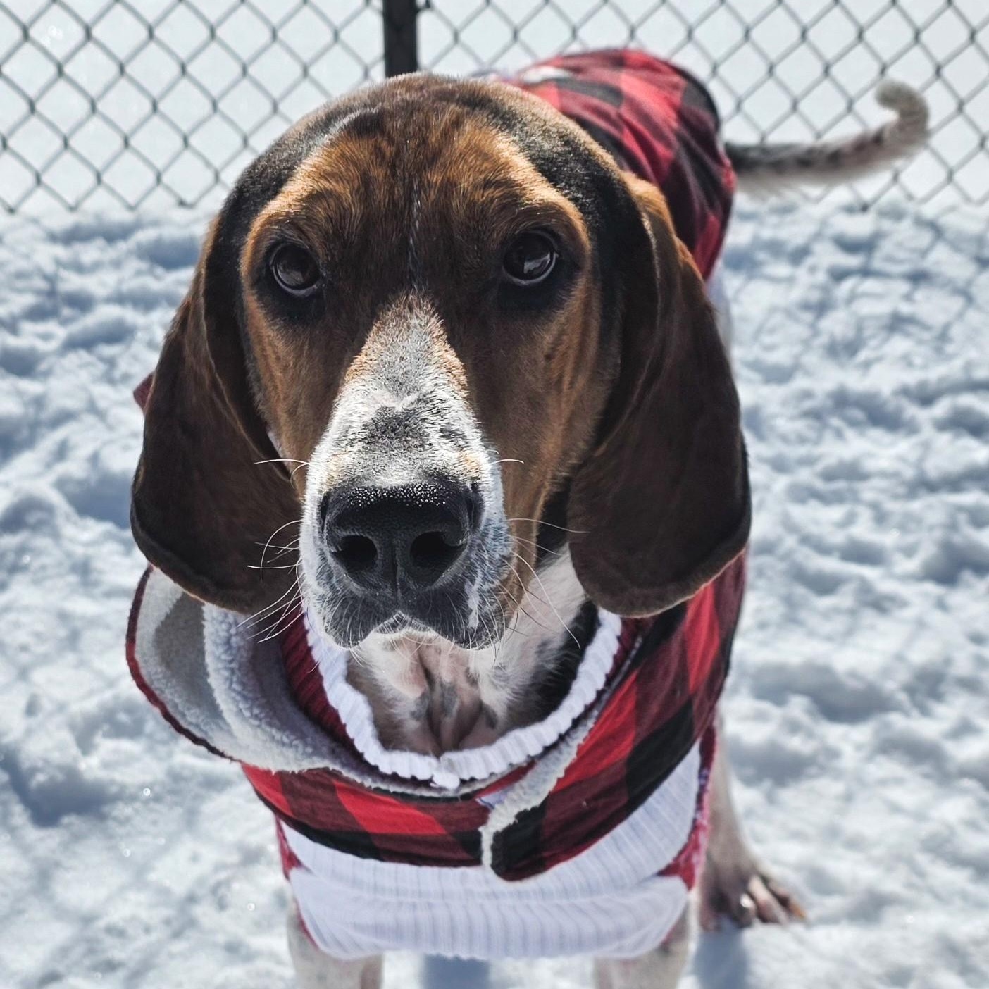 Enlarge Prophet, a ADOPTABLE Treeing Walker Coonhound in Shepherdsville, KY image 3/6
