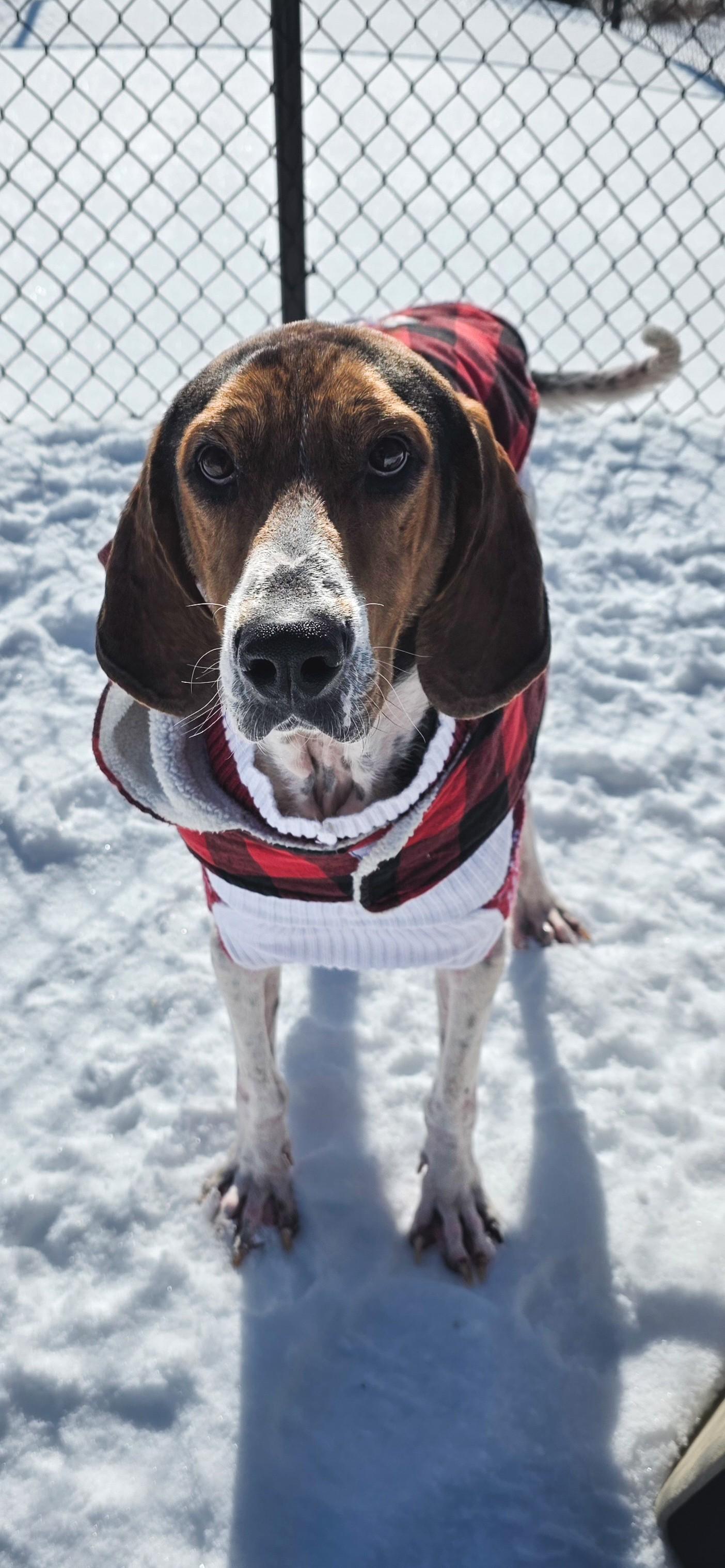 Enlarge Prophet, a ADOPTABLE Treeing Walker Coonhound in Shepherdsville, KY image 3/6