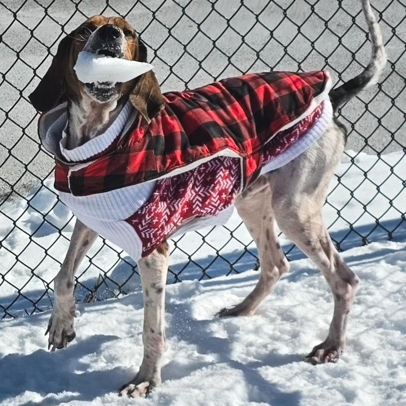 Enlarge Prophet, a ADOPTABLE Treeing Walker Coonhound in Shepherdsville, KY image 5/6