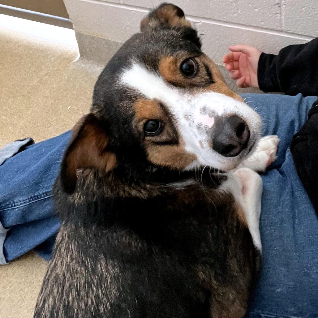 Radar, Adoptable, Adult Male Mixed Breed.