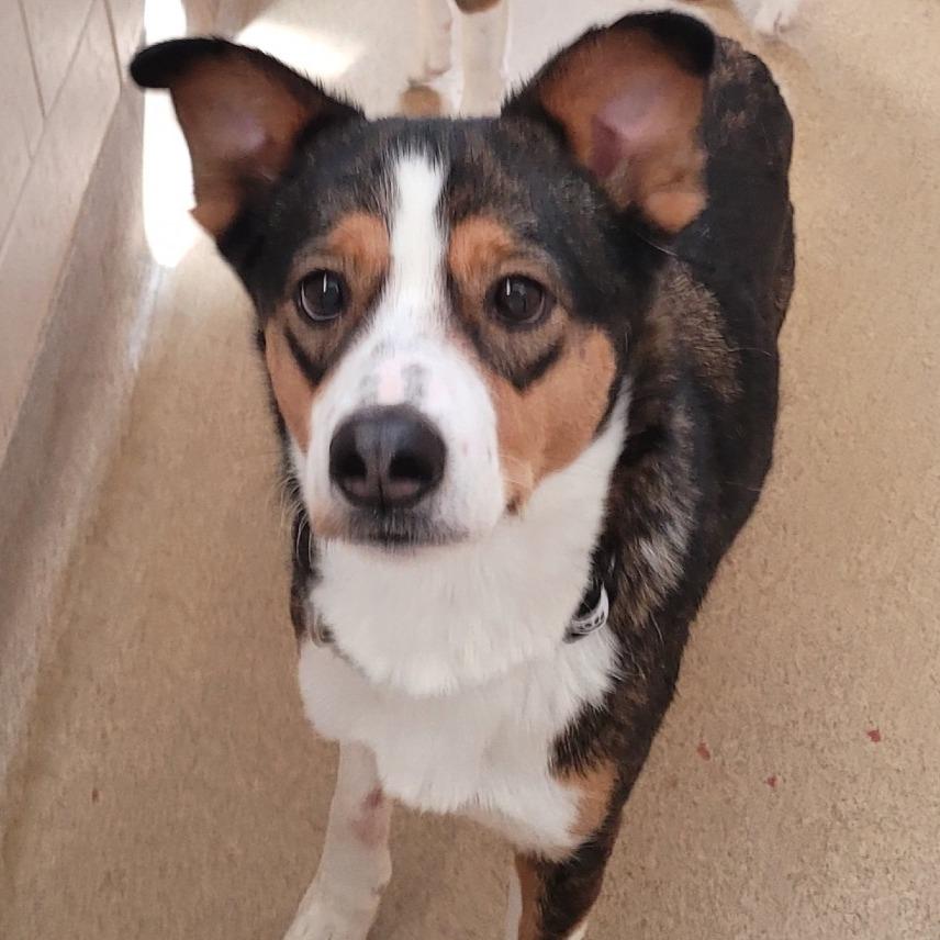 Enlarge Radar, a Adoptable Mixed Breed in South Burlington, VT image 3/4