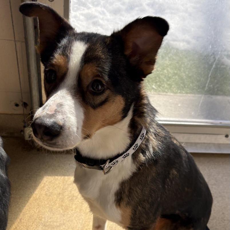 Enlarge Radar, a Adoptable Mixed Breed in South Burlington, VT image 4/4