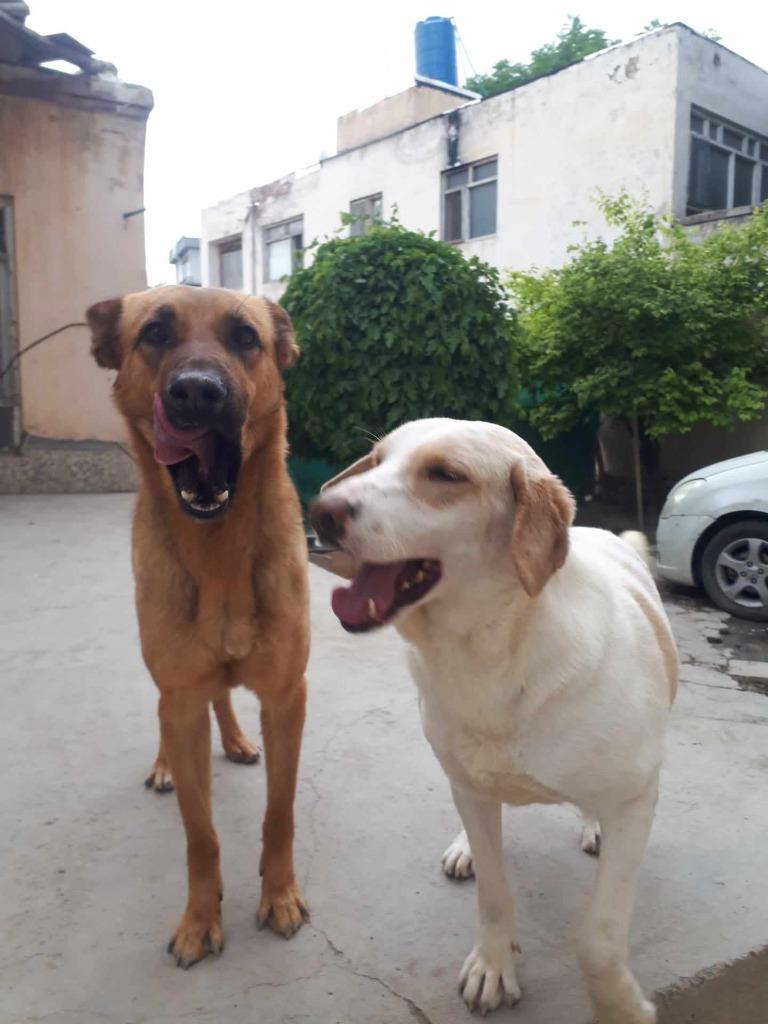 Megan (KSAR), a Adoptable mixed breed in San Diego, CA image 2/3