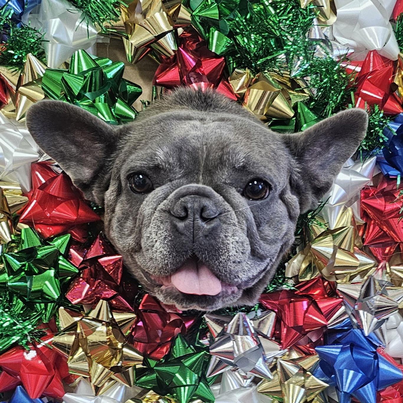 Stella FH, Adoptable, Adult Female French Bulldog.