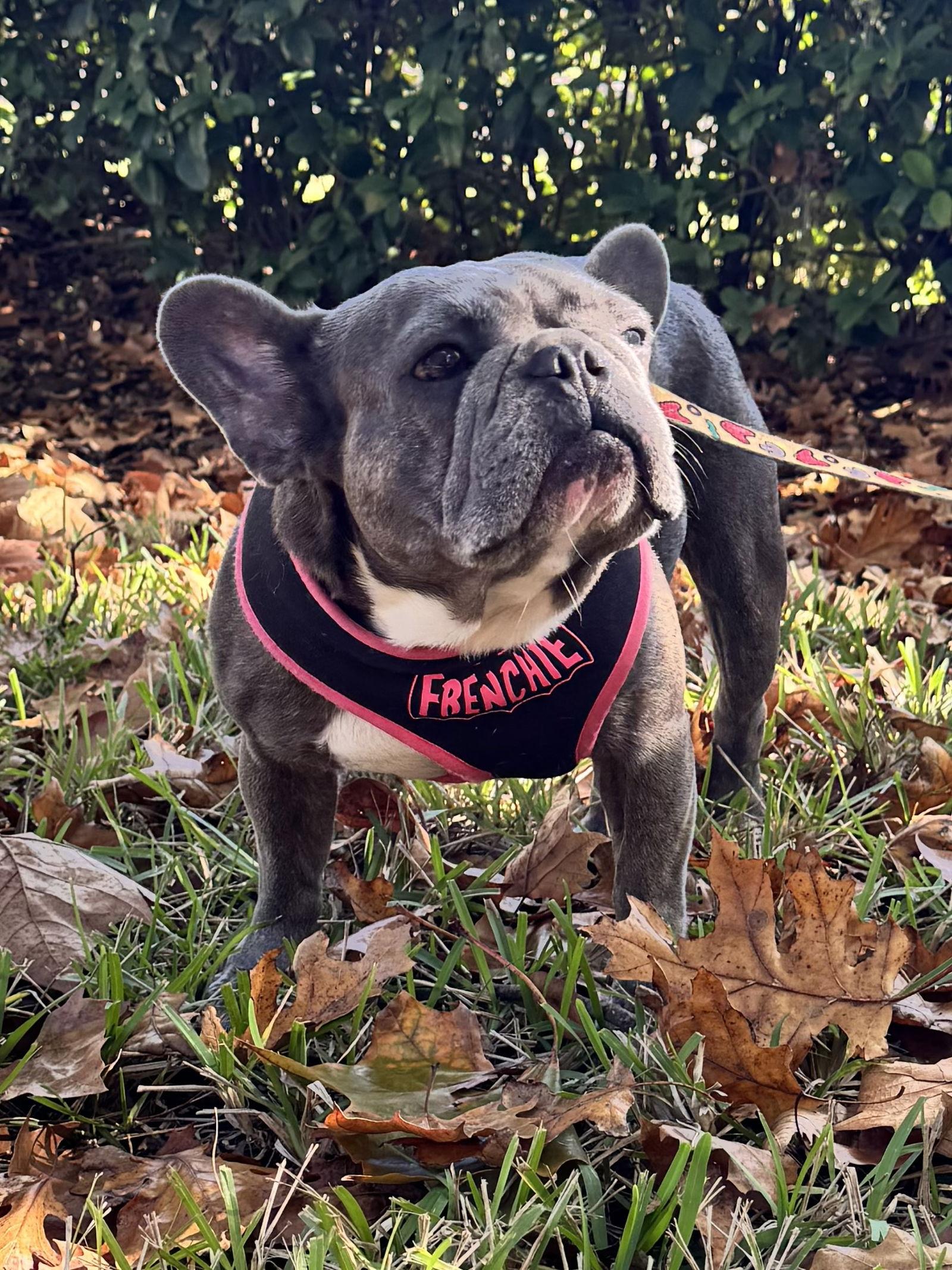 Enlarge Stella FH, a Adoptable French Bulldog in Sanford, FL image 2/3