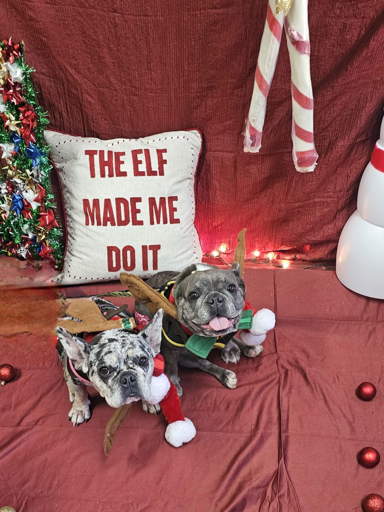 Enlarge Stella FH, a Adoptable French Bulldog in Sanford, FL image 3/3