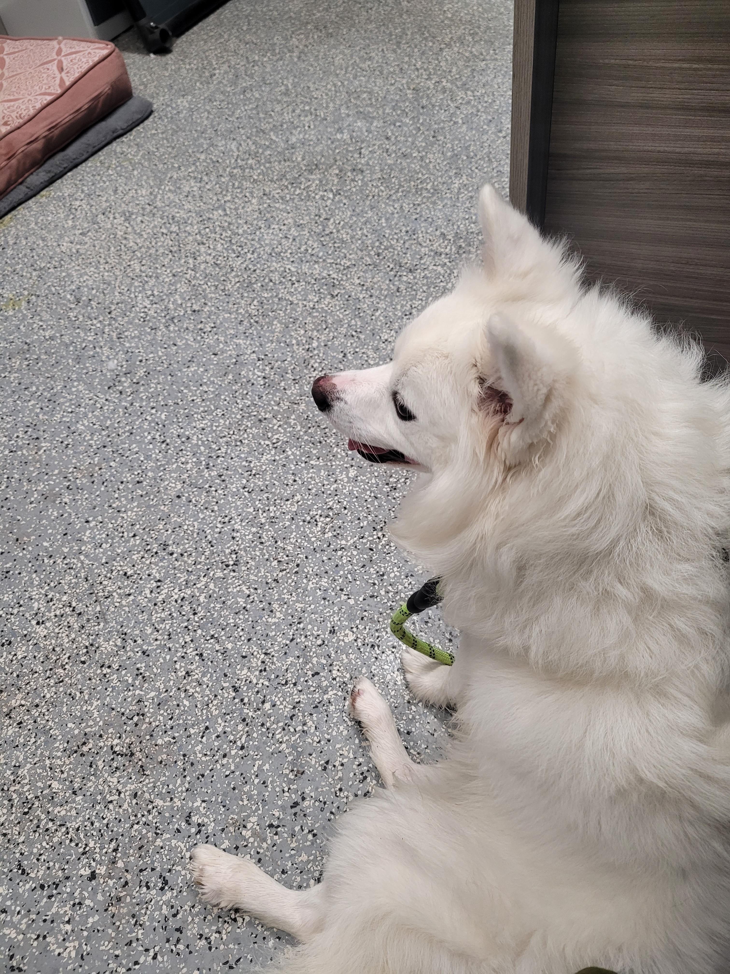Enlarge Winston, a Adoptable American Eskimo Dog in North Attleboro, MA image 4/4