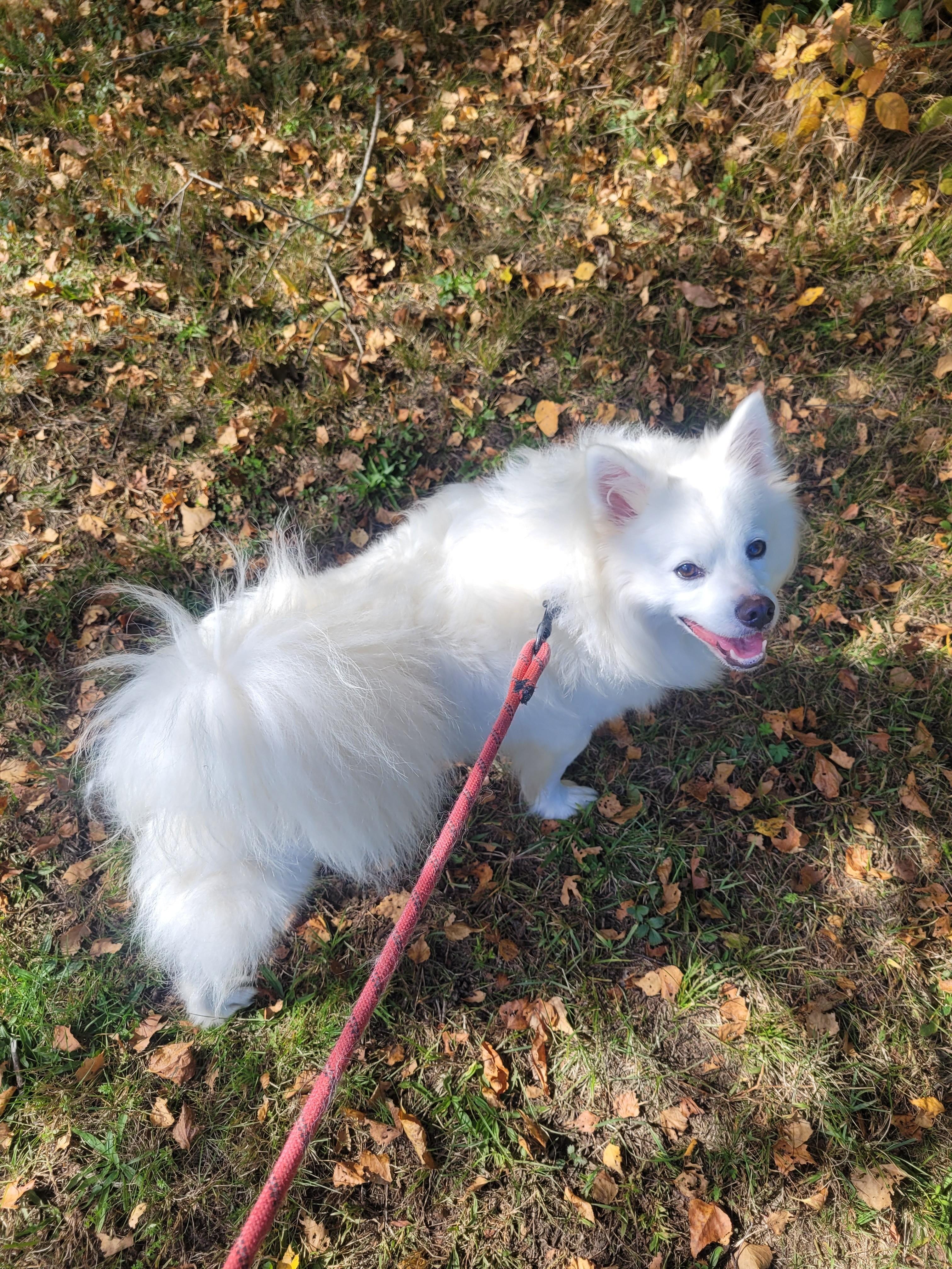 Enlarge Winston, a Adoptable American Eskimo Dog in North Attleboro, MA image 1/4