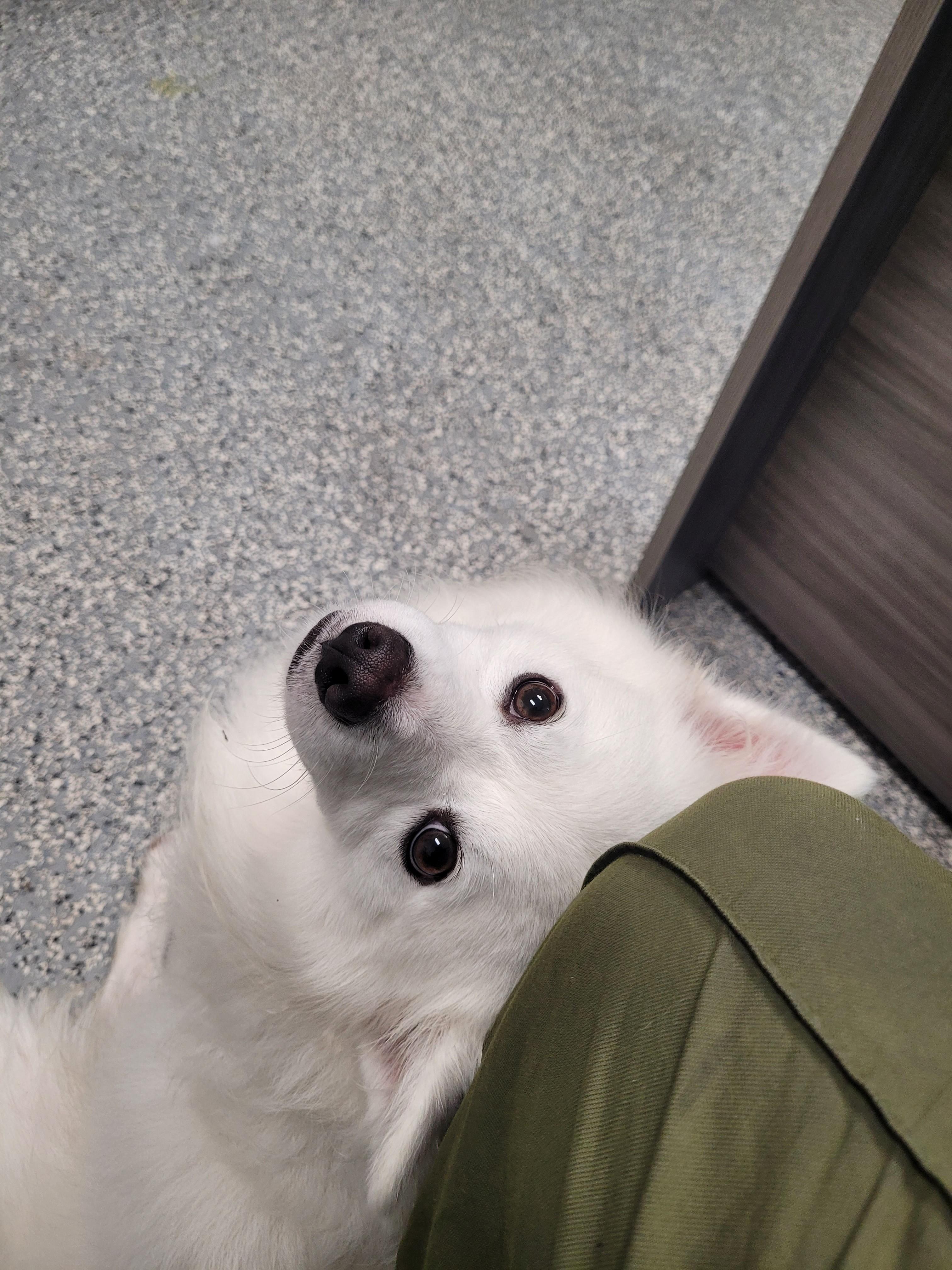 Enlarge Winston, a Adoptable American Eskimo Dog in North Attleboro, MA image 3/4
