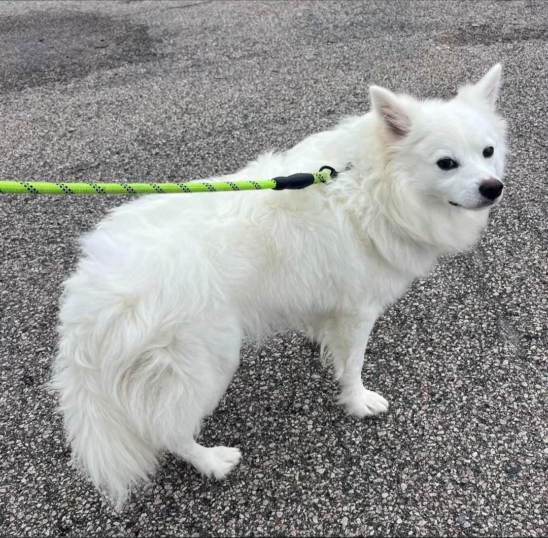 Enlarge Winston, a Adoptable American Eskimo Dog in North Attleboro, MA image 2/4