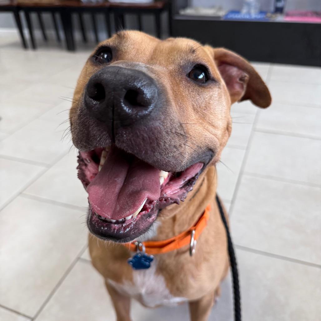 Enlarge Zero, a Adoptable mixed breed in Medford, NY image 3/5