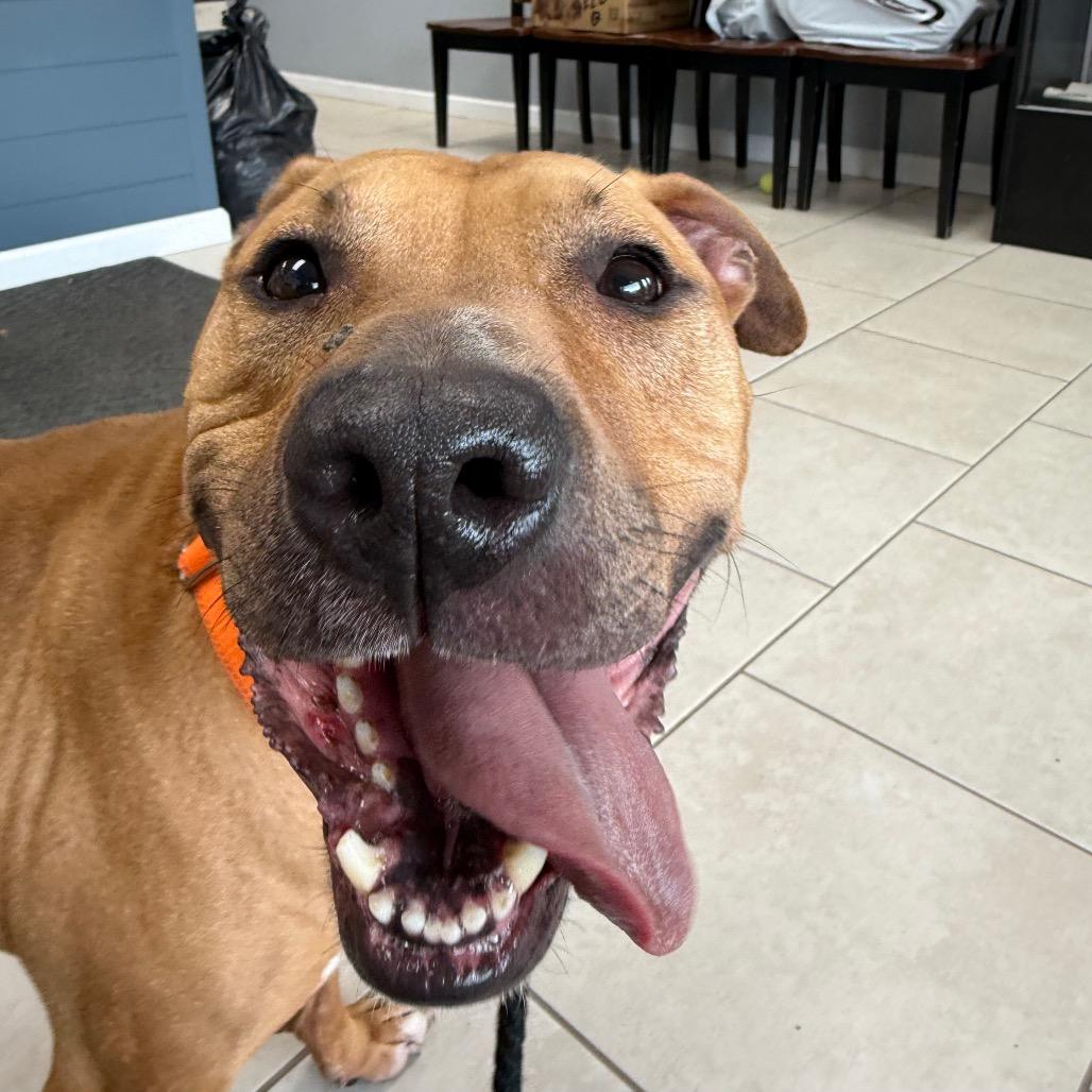 Enlarge Zero, a Adoptable mixed breed in Medford, NY image 2/5